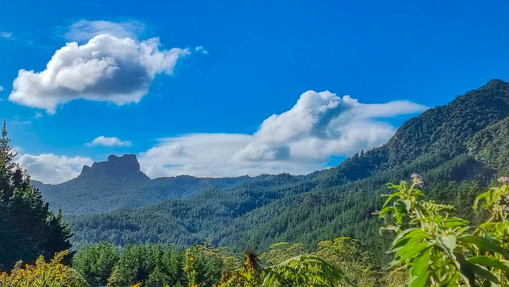 Waiau True Coromandel Bush Section