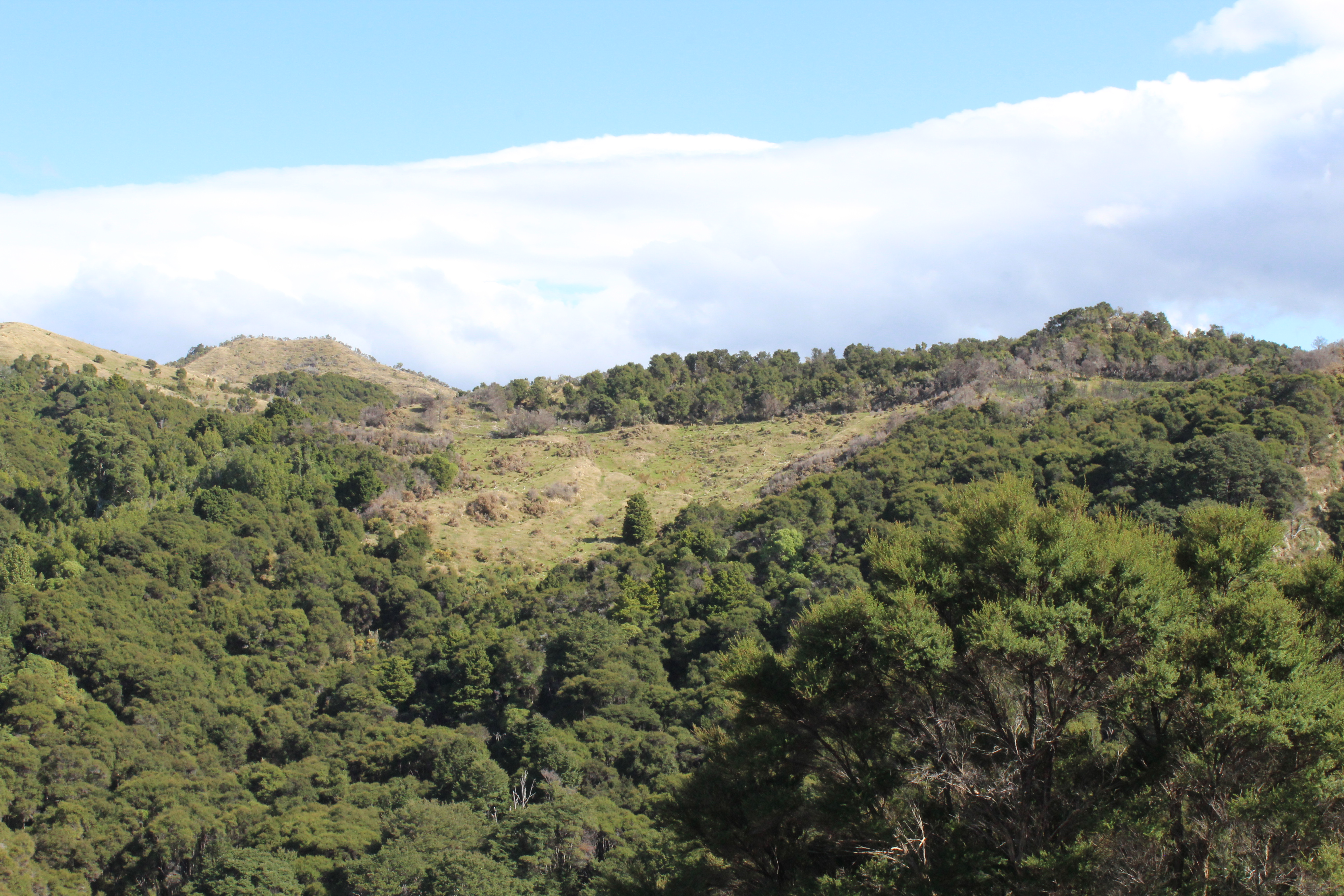 299 Branscombe Road, Pongaroa, Tararua, 0房, 0浴, Grazing