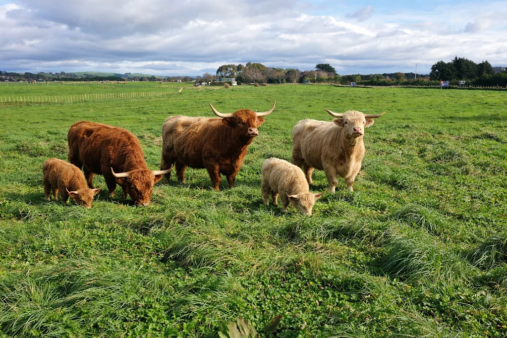 Pahiatua Lifestyle living