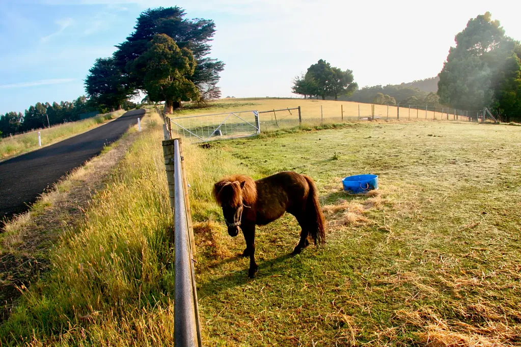 North Motton A Unique Opportunity To Build A Dream Home And To Develop A Productive Farm In Fertile North West Tasmania