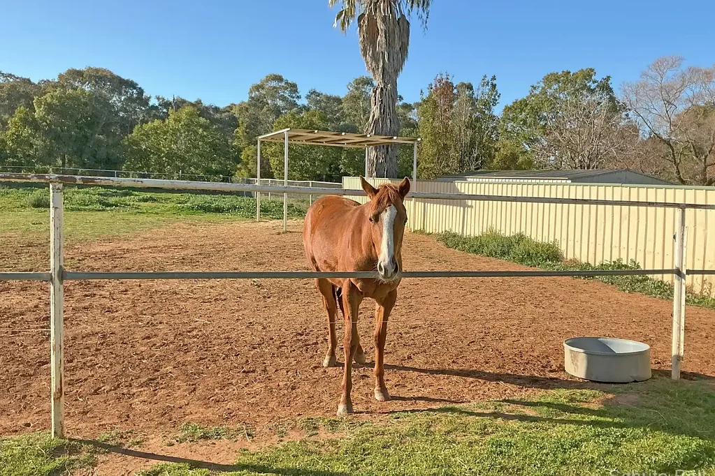 Narromine 3ਬੈੱਡਰੂਮ An ideal property for the horse enthusiast