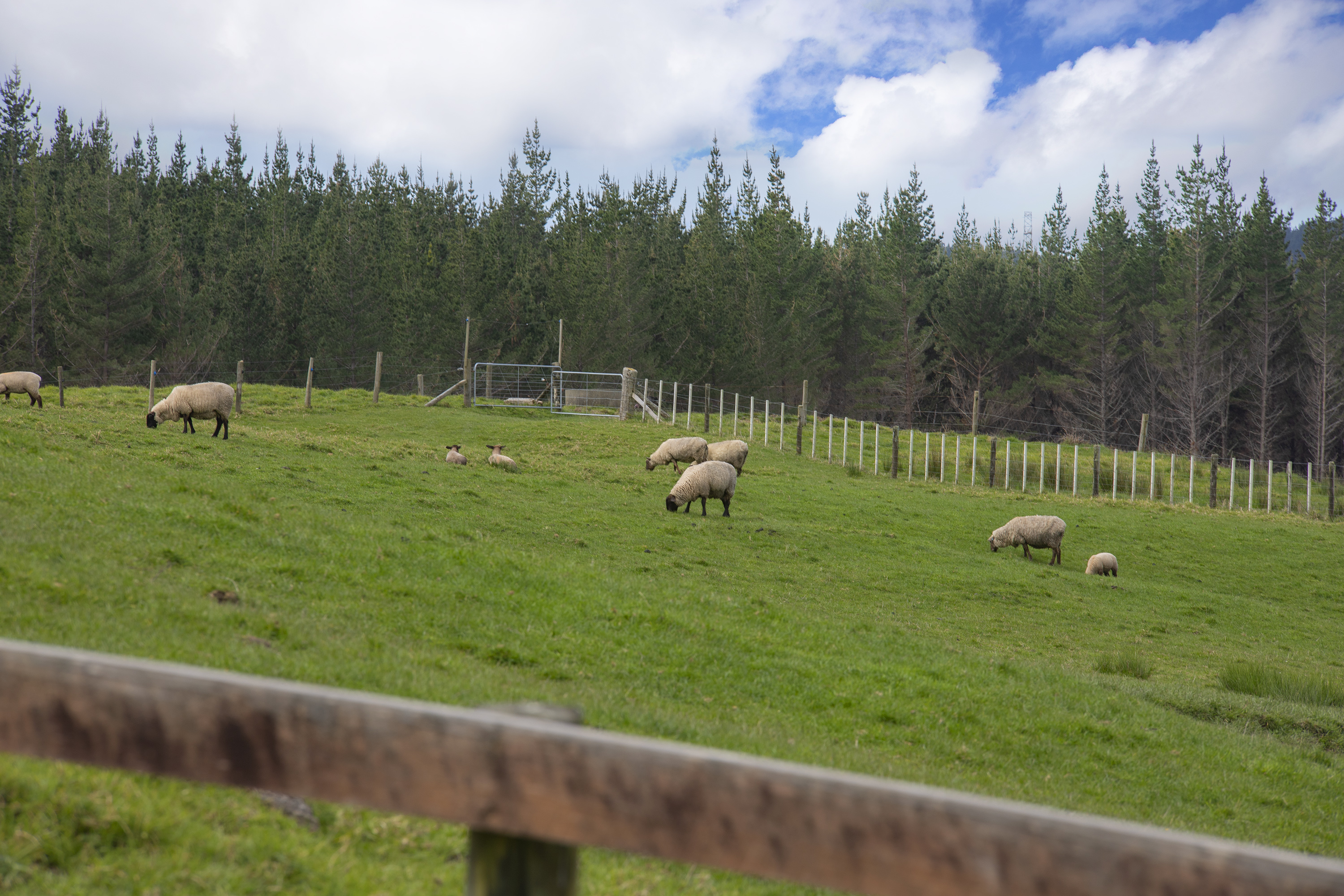 127a Oruawharo Road, Topuni, Kaipara, 0 침실, 0 욕실