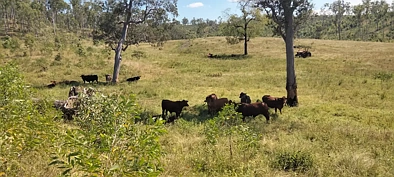 Moolboolaman 371.09 Ha PICTURESQUE VIEWS CHOICE HOUSE SITES 100+ CATTLE
