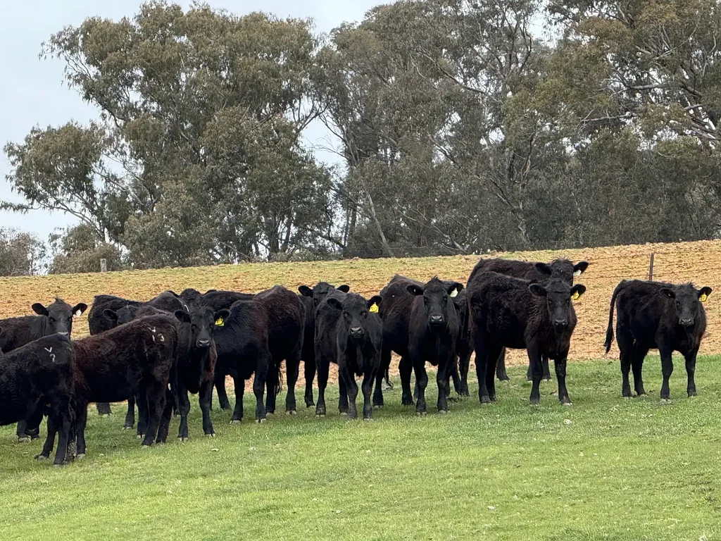 Tumbarumba Best in Class Lifestyle & Prime Grazing