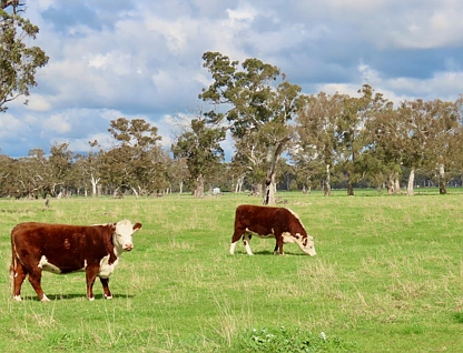 3897 Casterton Penola Road, Penola, South East, 0房, 0浴, Lifestyle Property