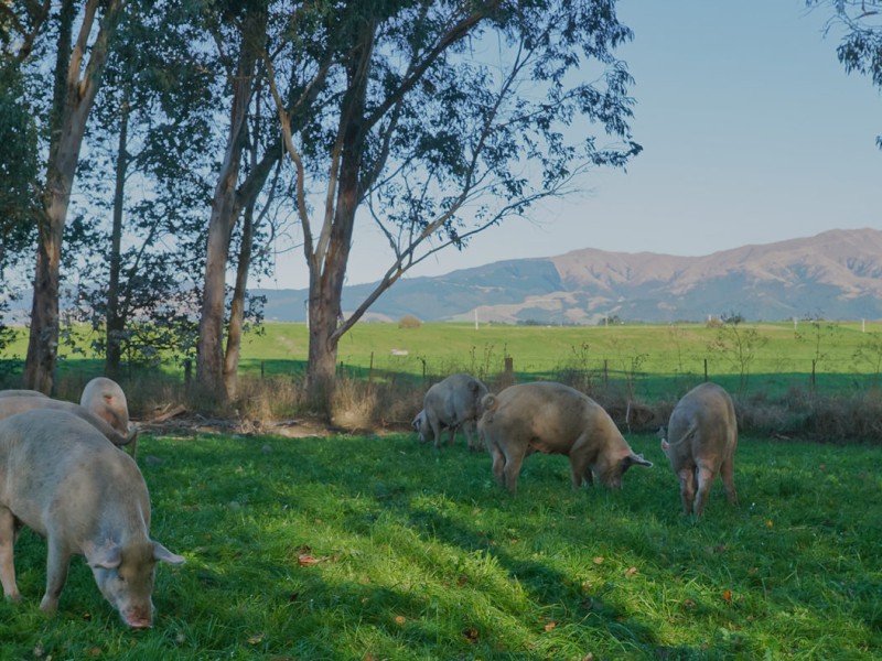 55 Bussells Road, Makikihi, Waimate, 0 rūma, 0 rūma horoi