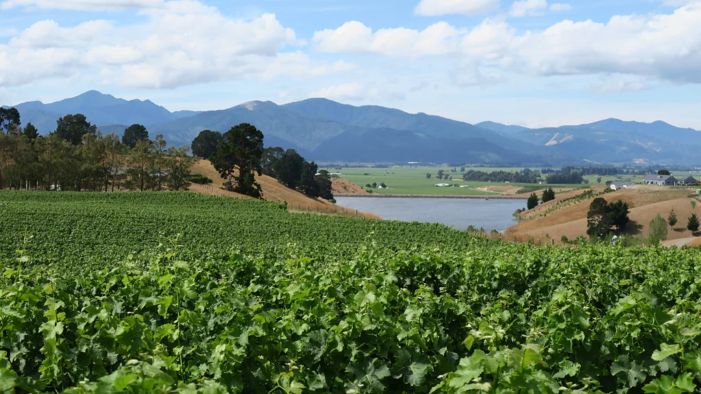Renwick Contracted Sauvignon Blanc plus More!