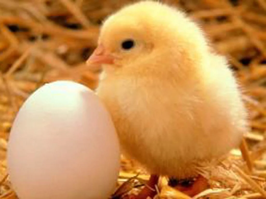 Mercer 3房  Top-Tier Poultry Farm with Circa $1M Income