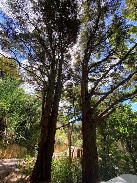 20b Beechy Street, Opua, Far North, 0 rūma, 0 rūma horoi