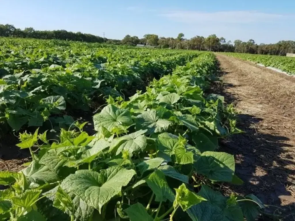 Calavos Outstanding flood free Bundaberg 150 acre cropping farm