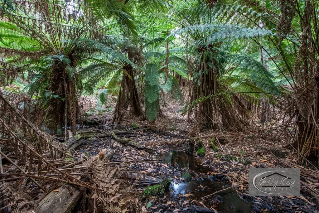 South Forest 9.775 Hectares of Natural Bush with a Small Creek.