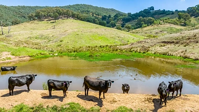 "Tom's" Tallys Lane, Tallangatta Valley, VIC 3701, 0 침실, 0 욕실, Lifestyle Property