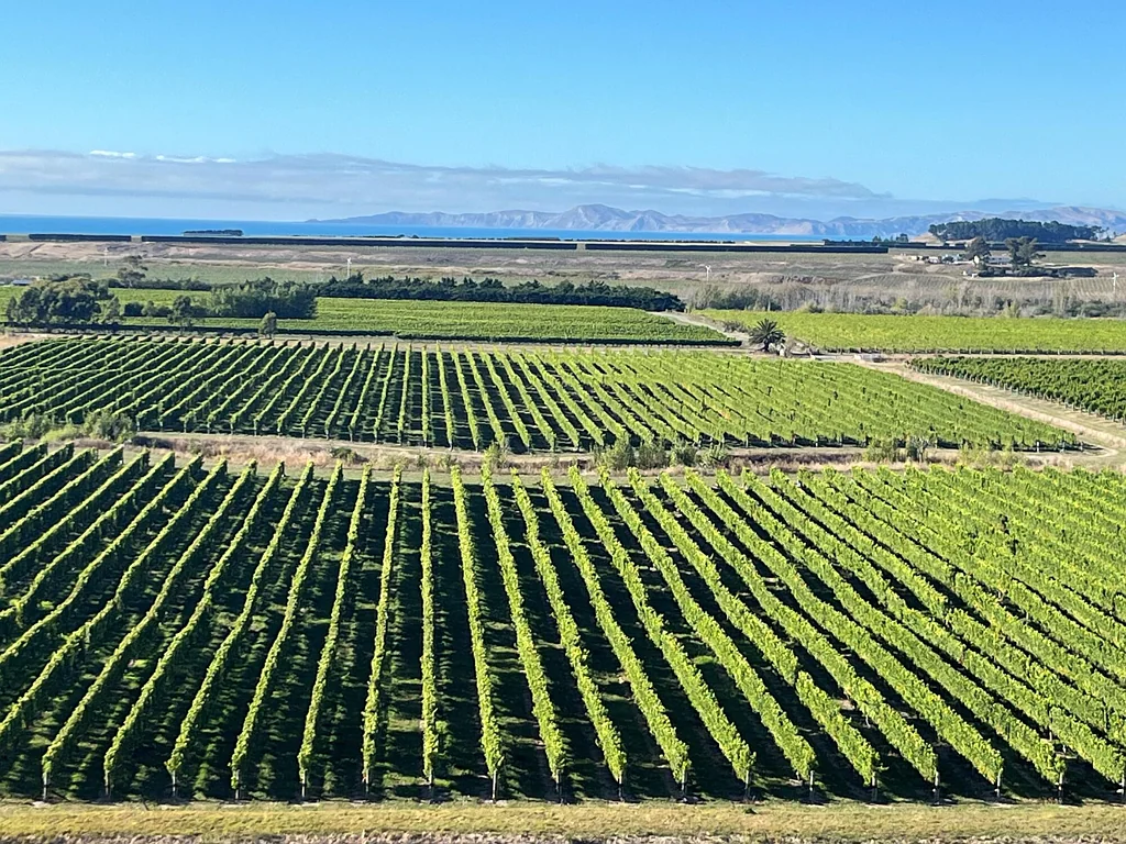 Seddon Large Scale Vineyard Opportunity.....