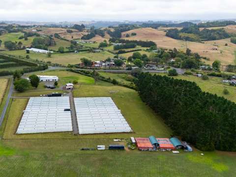 Tuakau 农业投资新风口！56,310㎡土地+30个温室+包装棚，两份租约，年收入16万+！ Cash Cow Yield