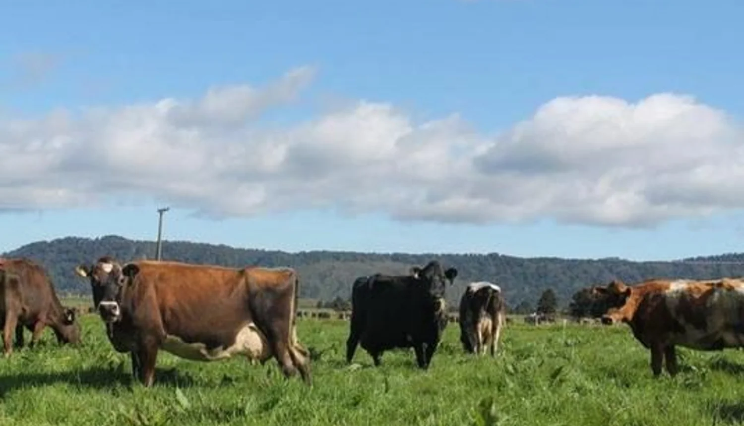 137 Franz Josef Shwy, Whataroa, Westland, 4房, 1浴