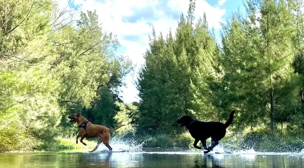 Lostock Exceptional Hunter Valley Rural Holding – Lifestyle & Income