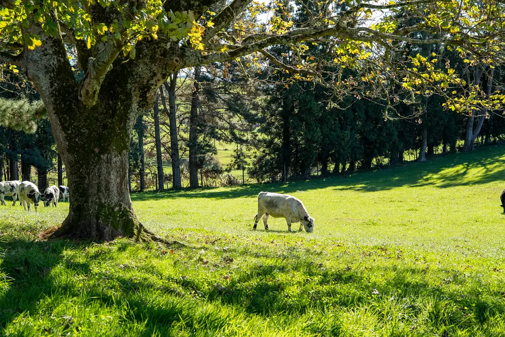 Cambridge Prime 9 Hectare Opportunity!