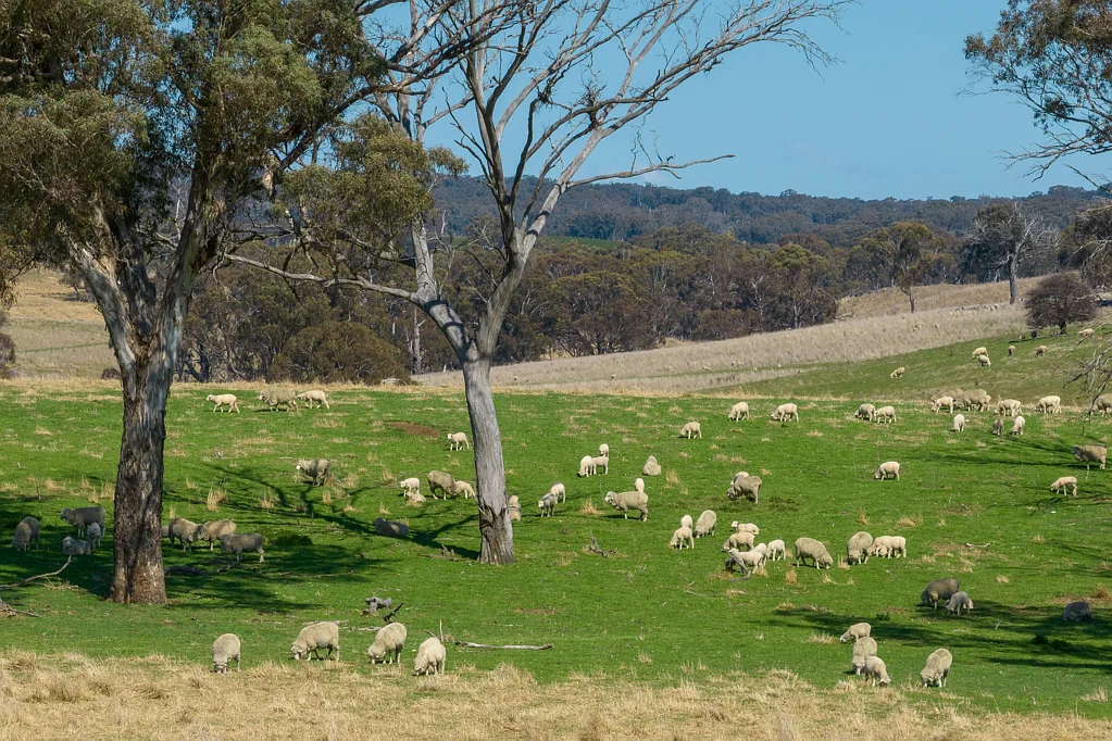 Bathurst  Investment Opportunity - Productive Grazing Block