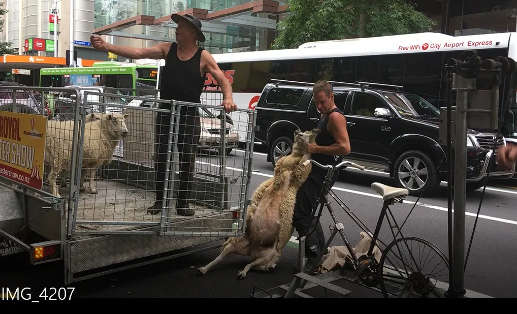 今天，新西兰的牛羊猪马全跑奥克兰皇后大街上了！原来是为了…