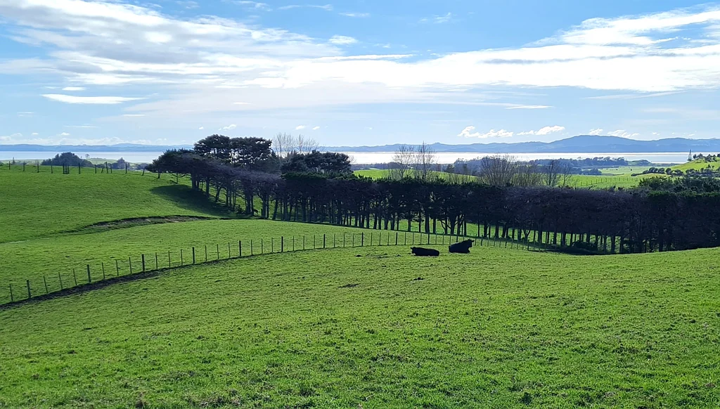 Helensville New Build or Relocate