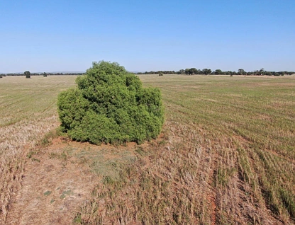 'Brigadoon' 916 Talleeban Road, Weethalle, Riverina, 4 rūma, 1 rūma horoi, Lifestyle Property