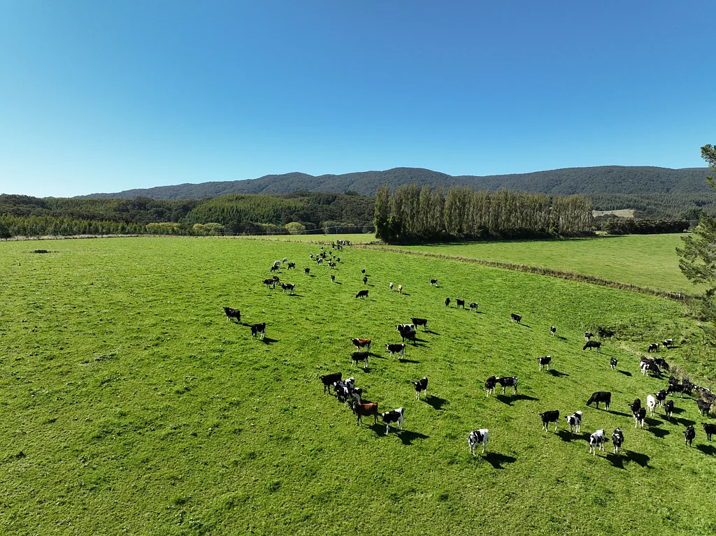 Orepuki Dairy Grazing or Supplements