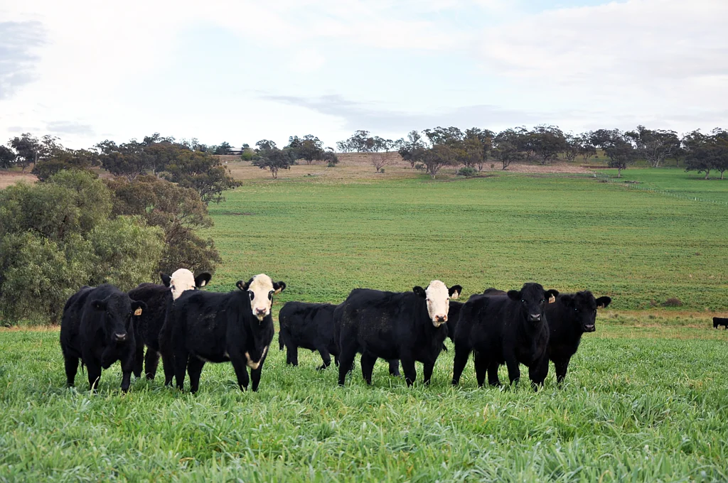 'South Valley' Racecourse Rd, Cassilis, NSW 2329