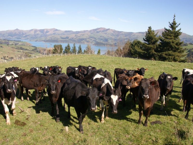 Rural Banks Peninsula