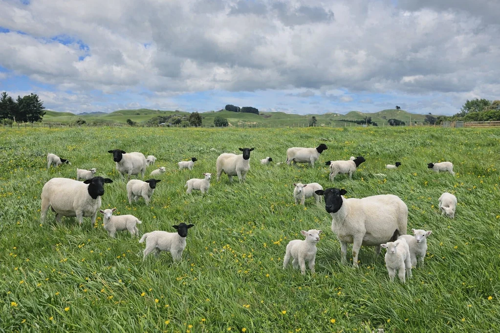 Pahiatua  Your rural oasis