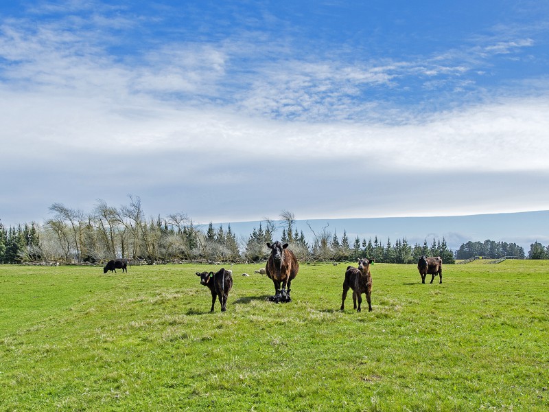 Weedons Ross Road, West Melton, Selwyn, 0 Schlafzimmer, 1 Badezimmer