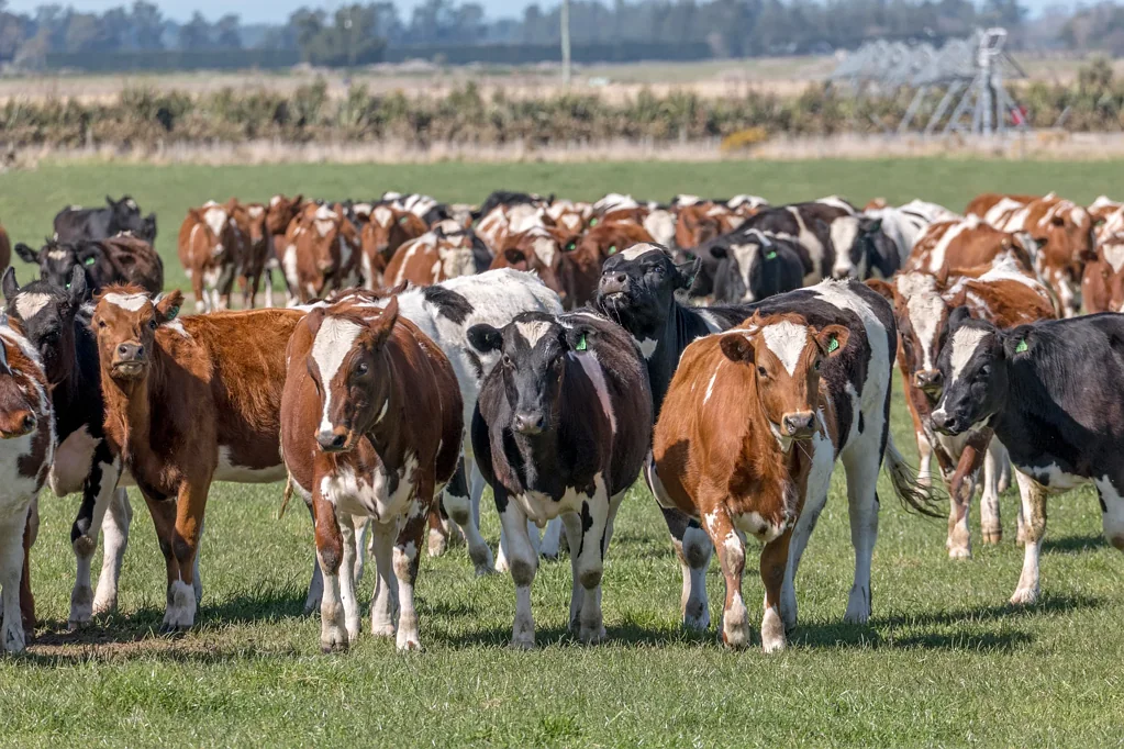 Mayfield Efficient grazing and support