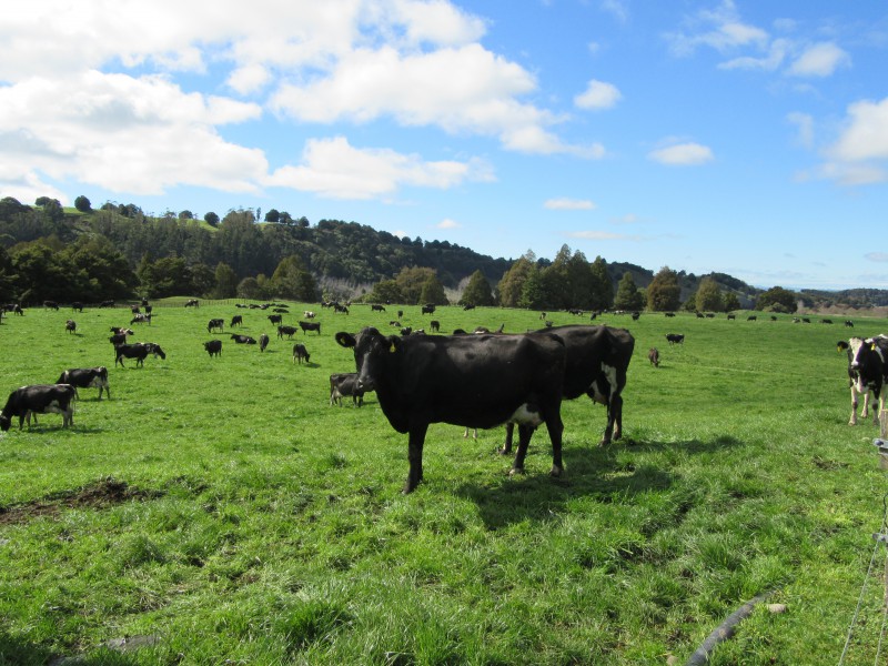 406 Tukituki Road, Rangitikei Surrounds, Hawkes Bay, 0房, 0浴