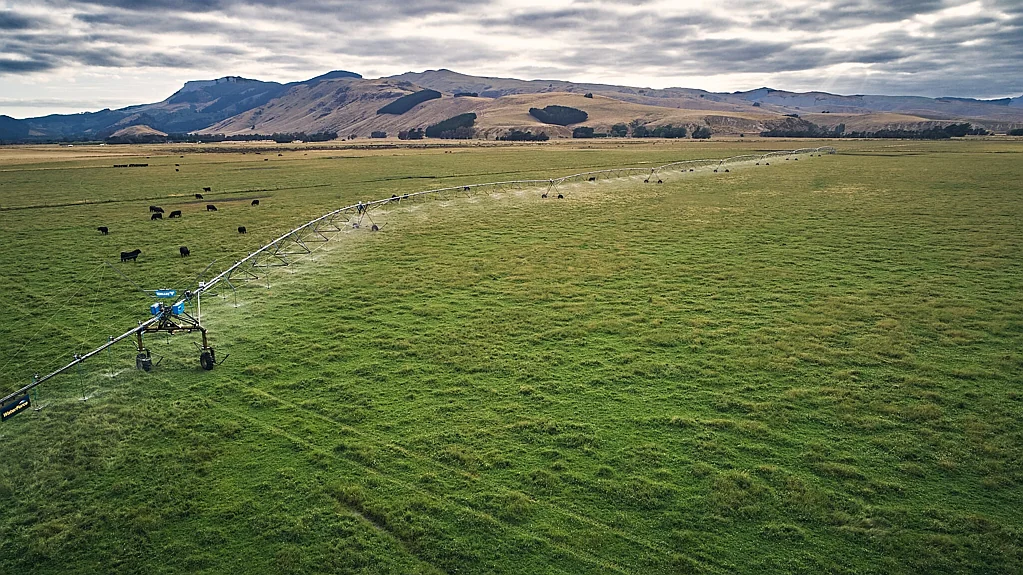 Motukarara Irrigated beef finishing property