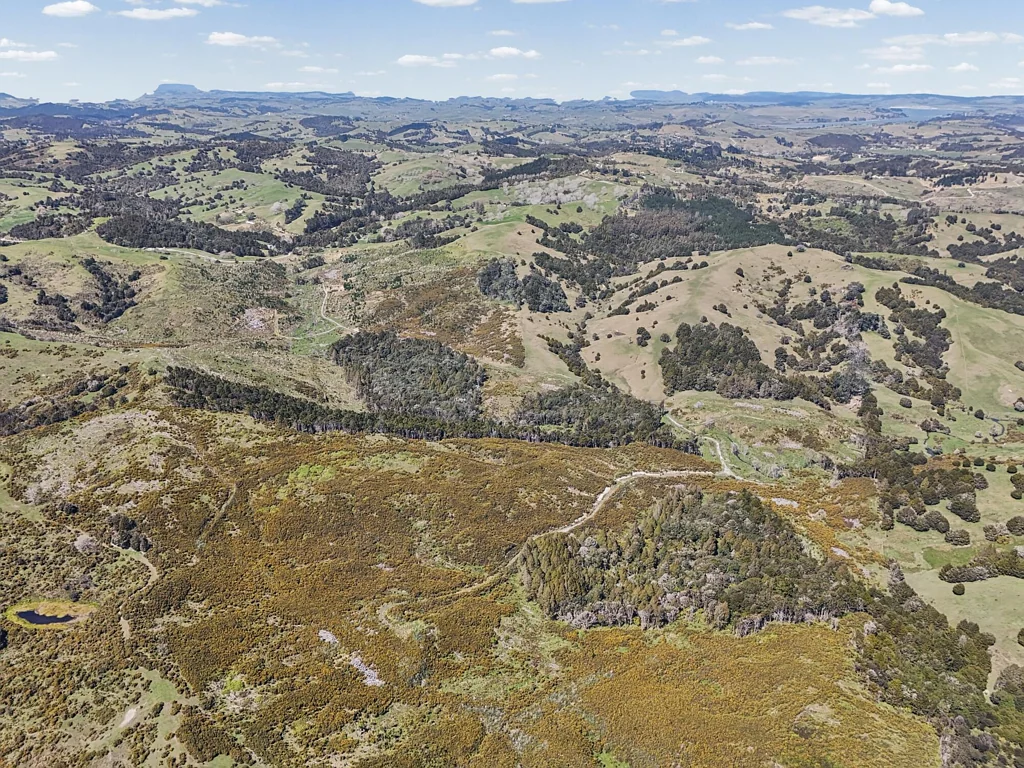 Paparoa Cut over forestry block - Arcadia Road