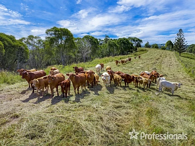 247 Maher Road, Coles Creek, QLD 4570, 0房, 0浴, Lifestyle Property