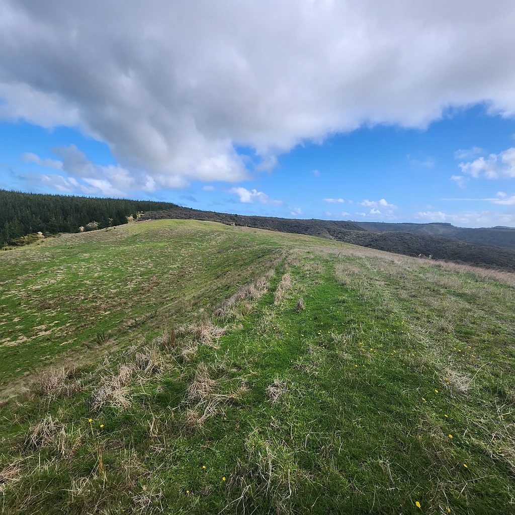 Dargaville  Bareland/Dairy Support