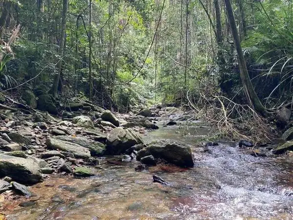 Redlynch Lot 20 - Tranquil Forest