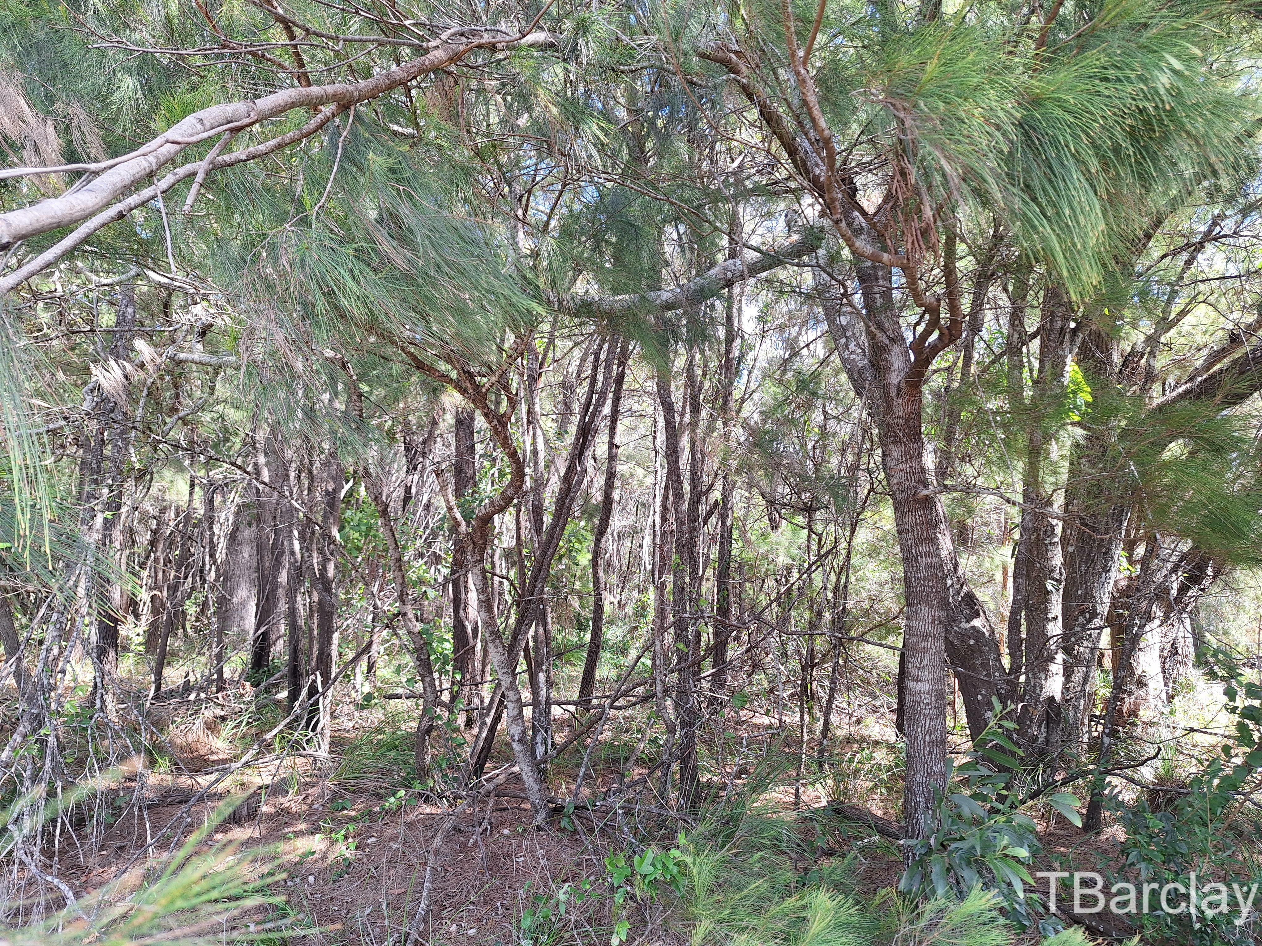 35 BRIGHTON RD, MACLEAY ISLAND QLD 4184, 0 कमरे, 0 बाथरूम, Section