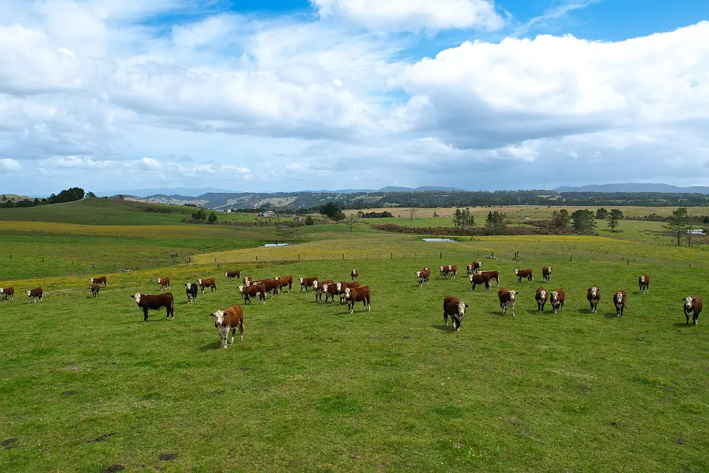Okaihau Productive 111ha beef block