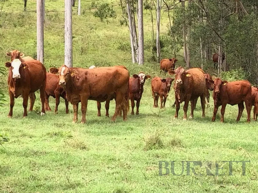 Good Night  'Rosers' Good Night Grazing Block
