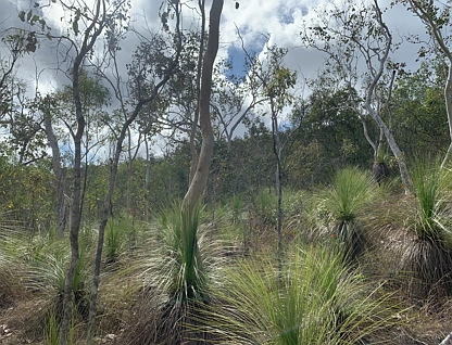 LOT 36 Whitsunday Dr, Bloomsbury, Mackay, 0房, 0浴, Section