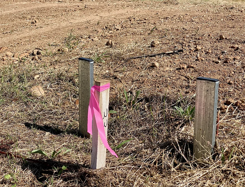 Lot 41 Cnr Dawson St and Frew Crt, Hamilton Valley, Riverina, 0部屋, 0バスルーム, Section
