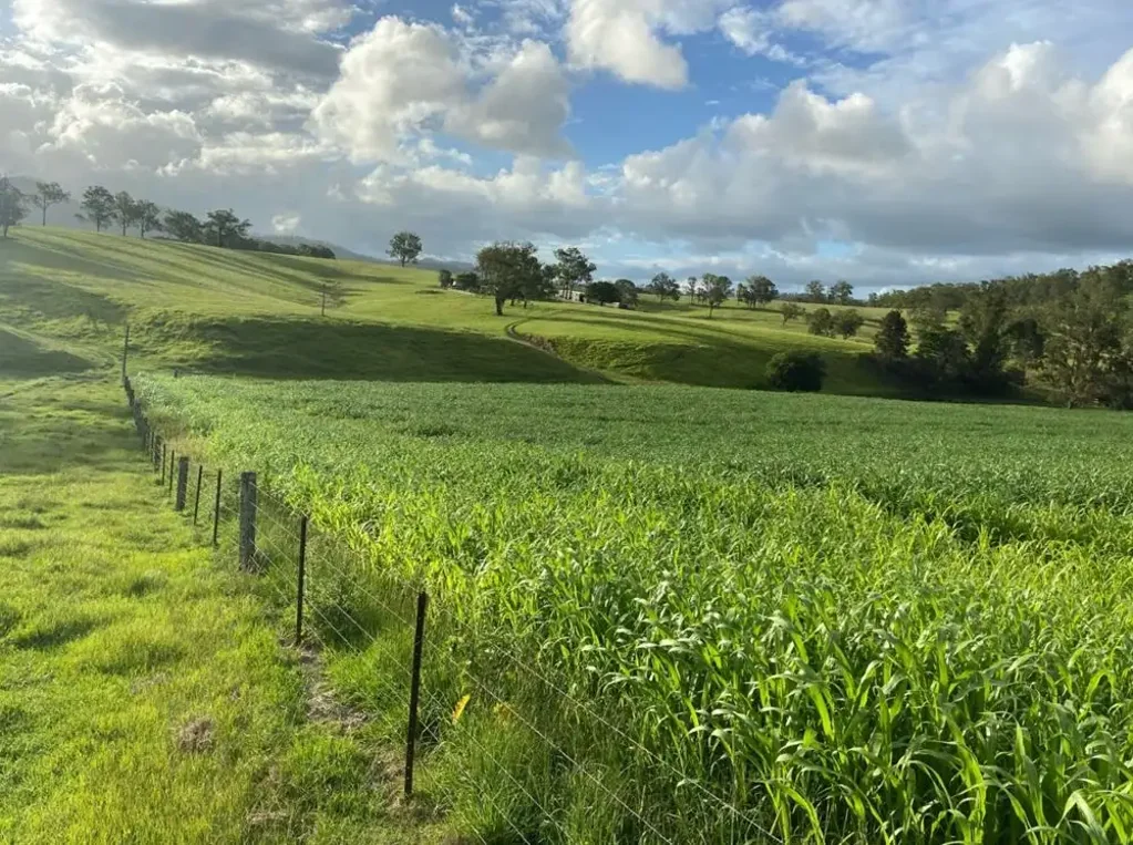 Hickeys Creek "RIVERS RUN" 300 ACRES WITH MACLEAY RIVER FRONTAGE
