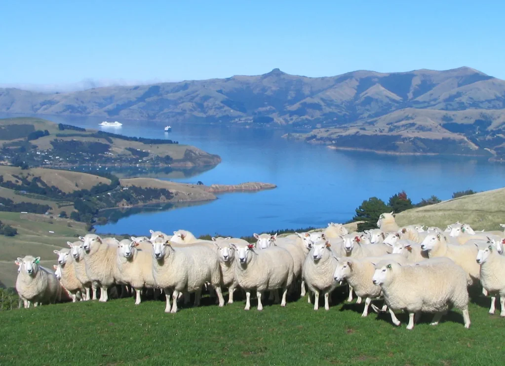 Akaroa Coastal Beauty & Farming Versatility