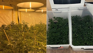 重量超400公斤！奥克兰警方通报贩毒大案，民宅成制毒窝点！