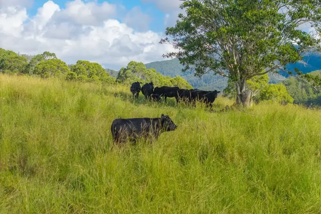 Upper Rollands Plains CATTLE,  RIVER,  CREEK,  IRRIGATION