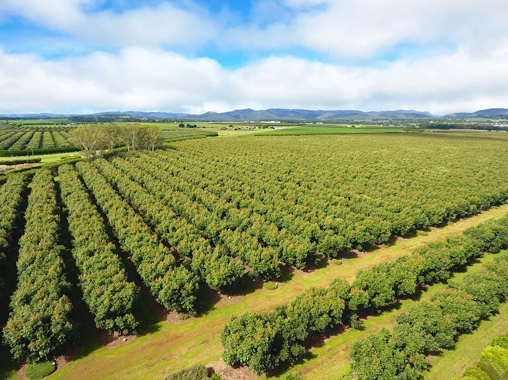 Tolga  LARGE SCALE AVOCADO OPPORTUNITY