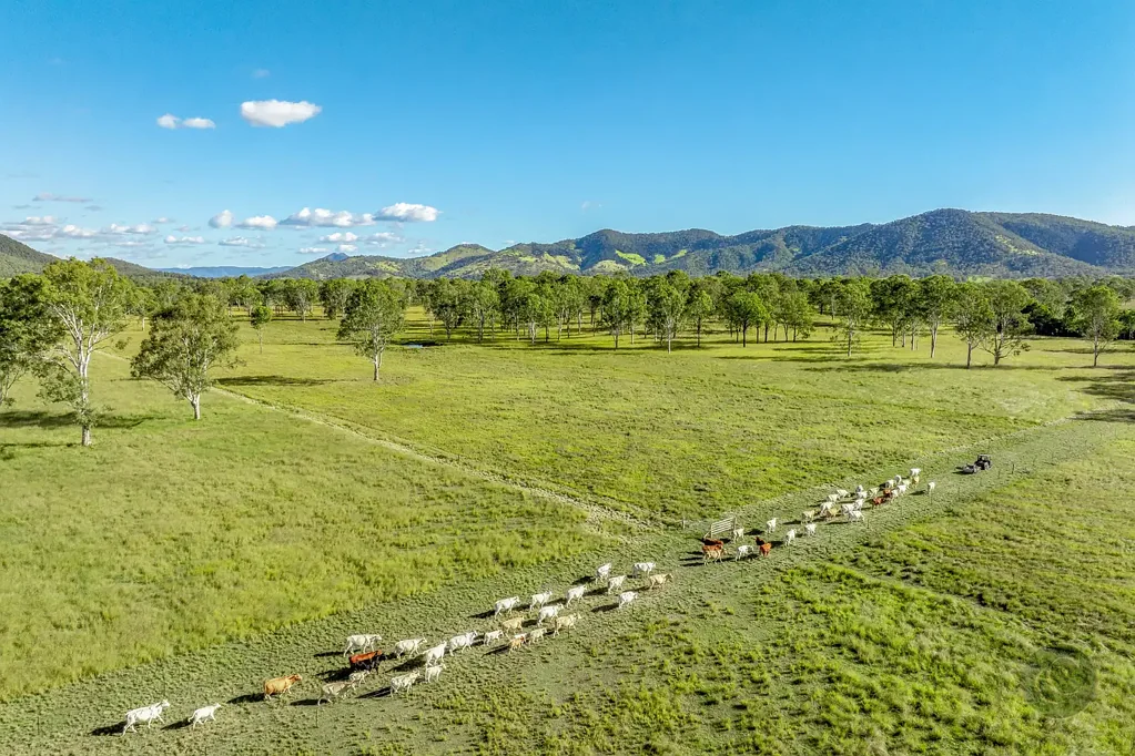 Lower Wonga Heart of Cattle Country – 492 Acres of Productive Grazing Land