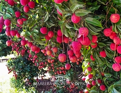 1463 Mareeba-Dimbulah Road, Arriga, Far North, 5房, 2浴, Lifestyle Property