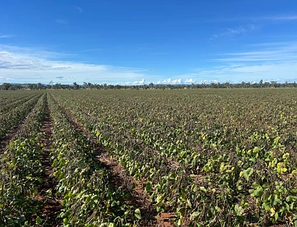 Lot 1 Brymaroo Irvingdale Road, Brymaroo, Darling Downs, 0 chambres, 0 salles de bain, Lifestyle Property